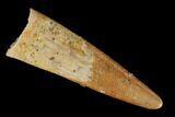 Fossil Pterosaur (Siroccopteryx) Tooth - Morocco #134668-1